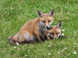 Red fox cubs, Gubbeen, County Cork. Ken Billington/Wikimedia Commons