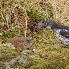 Nome’s Lemming Lady